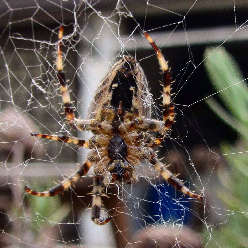 Eratigena atrica, maschio (Agelenidae) e Araneus diadematus, femmina (Araneidae)